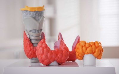 Cómo proteger la tiroides: señales que no debes ignorar